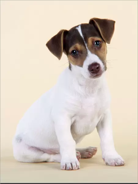 Dog - Jack Russell Terrier puppy