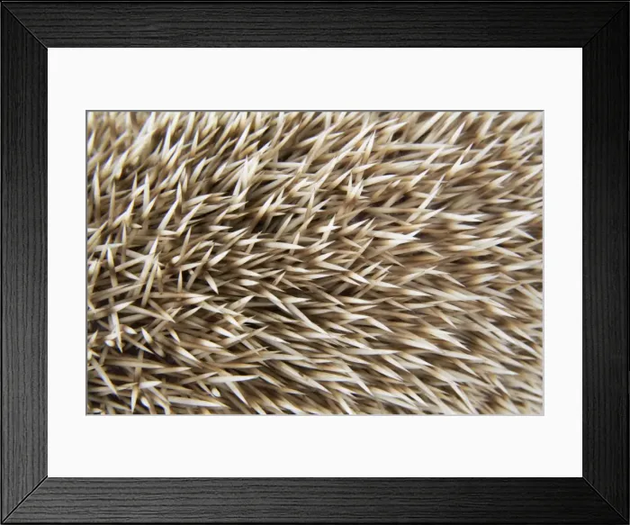 Framed Print : Hedgehog spines blonde Framed Print : Hedgehog spines blonde
