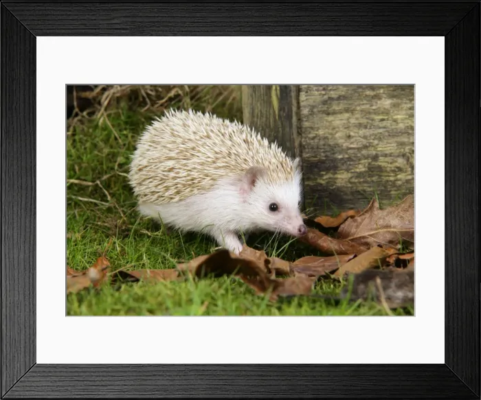 Framed Print : Hedgehog blonde Framed Print : Hedgehog blonde