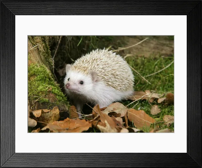 Framed Print : Hedgehog blonde Framed Print : Hedgehog blonde