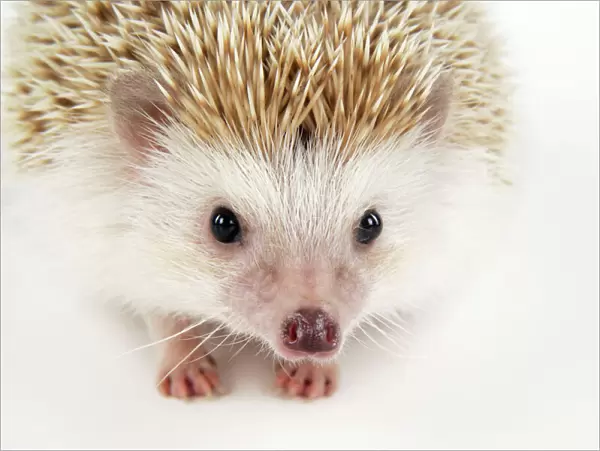 Hedgehog ' blonde '