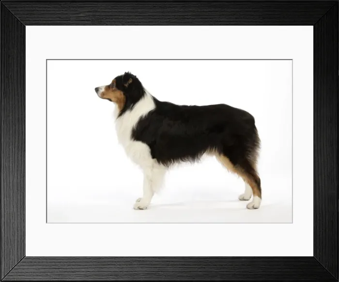 Framed Print : Australian Shepherd Dog Framed Print : Australian Shepherd Dog
