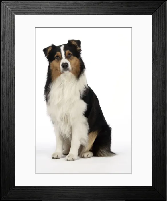 Framed Print : Australian Shepherd Dog Framed Print : Australian Shepherd Dog