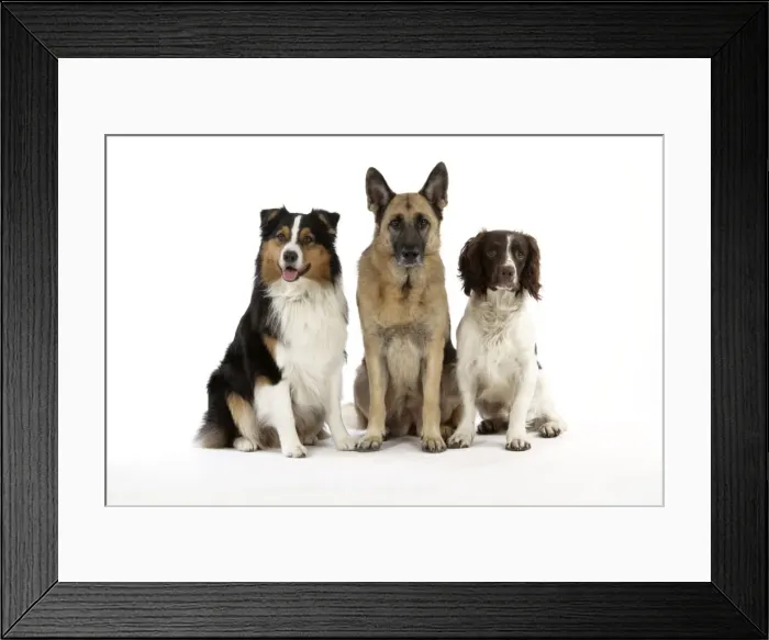 Framed Print : Australian Shepherd Dog / German Shepherd Dog / English Springer Spaniel Dog Framed Print : Australian Shepherd Dog / German Shepherd Dog / English Springer Spaniel Dog