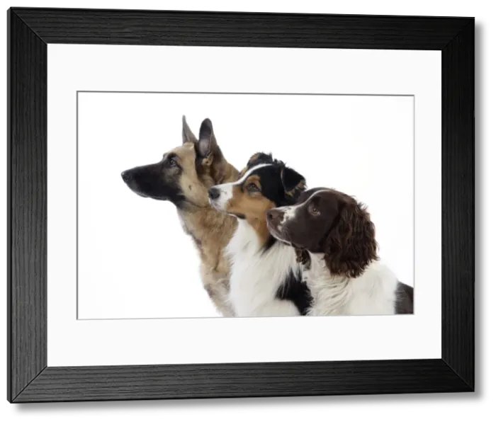 Framed Print : Australian Shepherd Dog / German Shepherd Dog / English Springer Spaniel Dog Framed Print : Australian Shepherd Dog / German Shepherd Dog / English Springer Spaniel Dog