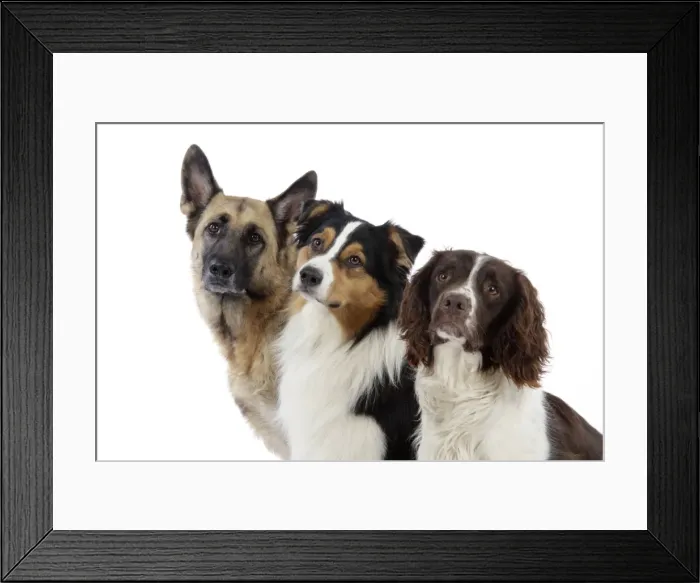 Framed Print : German Shepherd Dog / Australian Shepherd Dog / English Springer Spaniel Dog Framed Print : German Shepherd Dog / Australian Shepherd Dog / English Springer Spaniel Dog