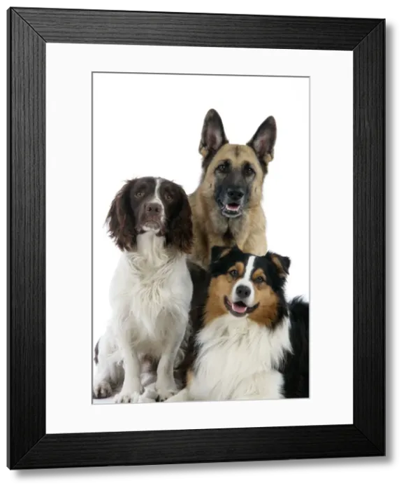 Framed Print : English Springer Spaniel Dog / German Shepherd Dog / Australian Shepherd Dog Framed Print : English Springer Spaniel Dog / German Shepherd Dog / Australian Shepherd Dog