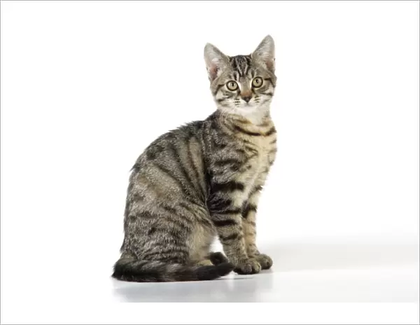 Tabby Cat - kitten