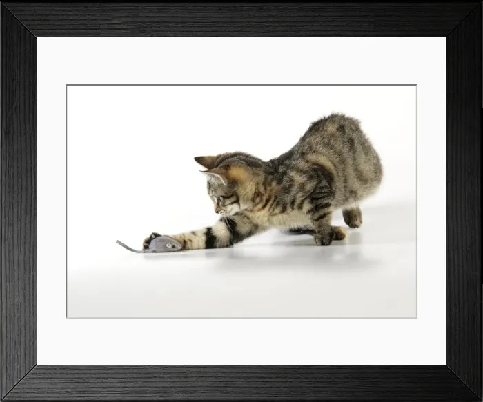 Framed Print : Cat - kitten playing with toy mouse Framed Print : Cat - kitten playing with toy mouse