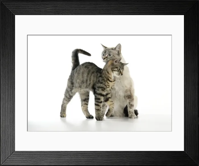 Framed Print : Cat - kitten rubbing against adult cat Framed Print : Cat - kitten rubbing against adult cat