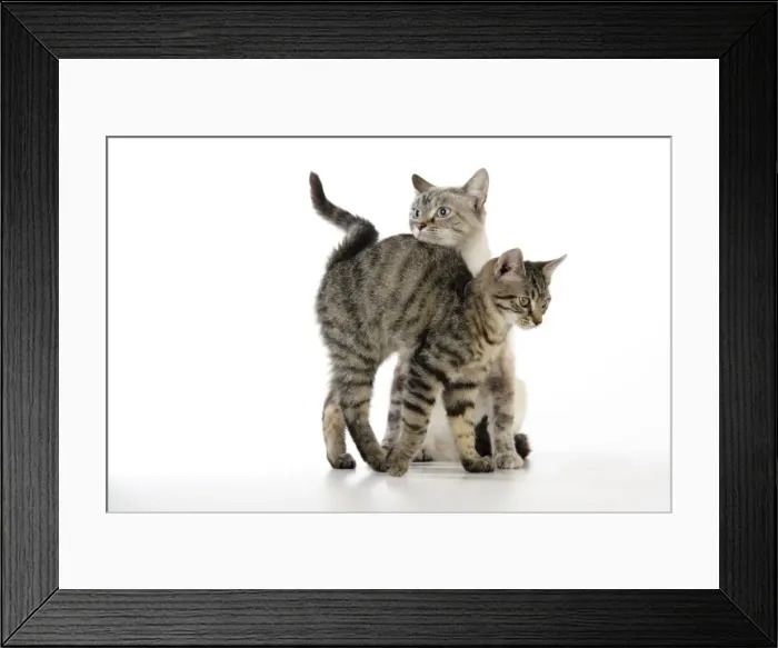 Framed Print : Cat - kitten rubbing against adult cat Framed Print : Cat - kitten rubbing against adult cat