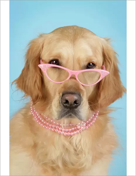 Golden Retriever Dog - wearing glasses and necklace