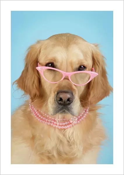 Golden Retriever Dog - wearing glasses and necklace