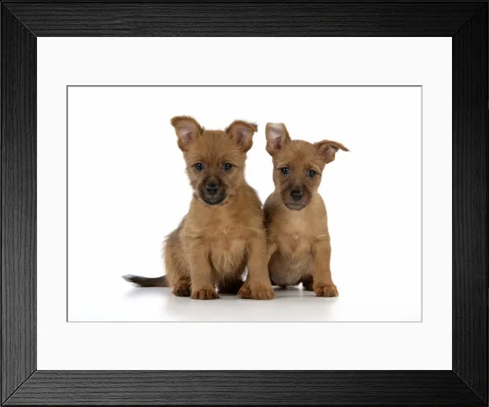 Framed Print : Dog - 7 week old Australian Terrier puppies Framed Print : Dog - 7 week old Australian Terrier puppies