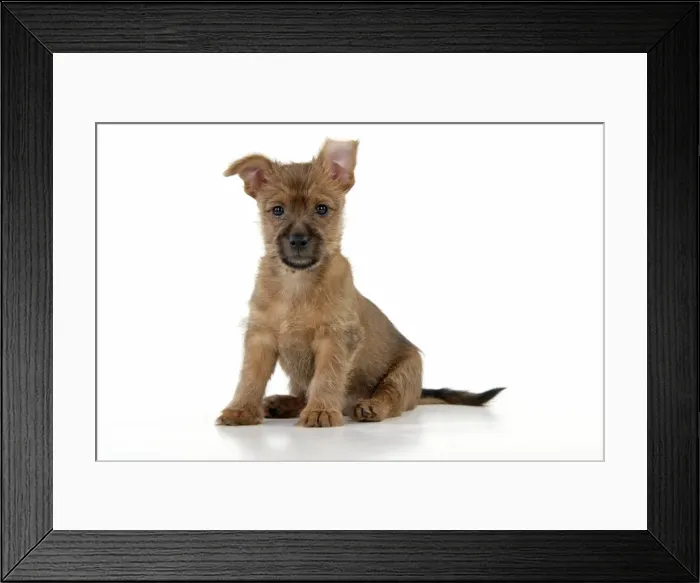 Framed Print : Dog - 7 week old Australian Terrier puppy Framed Print : Dog - 7 week old Australian Terrier puppy