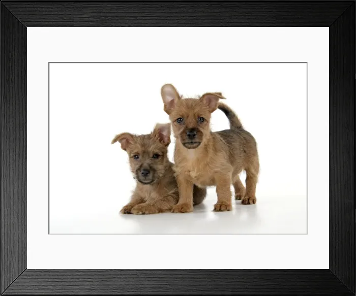 Framed Print : Dog - 7 week old Australian Terrier puppies Framed Print : Dog - 7 week old Australian Terrier puppies
