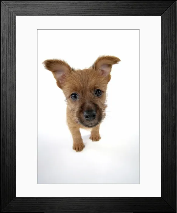 Framed Print : Dog - 7 week old Australian Terrier puppy Framed Print : Dog - 7 week old Australian Terrier puppy