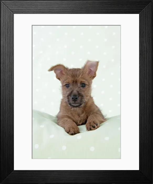 Framed Print : Dog - 7 week old Australian Terrier puppy Framed Print : Dog - 7 week old Australian Terrier puppy