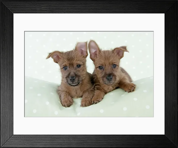 Framed Print : Dog - 7 week old Australian Terrier puppies Framed Print : Dog - 7 week old Australian Terrier puppies