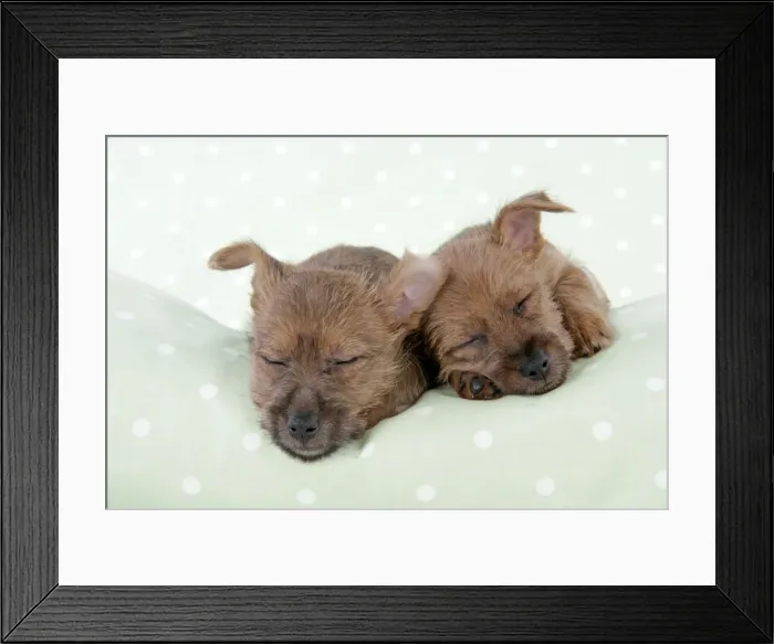 Framed Print : Dog - 7 week old Australian Terrier puppies sleeping Framed Print : Dog - 7 week old Australian Terrier puppies sleeping