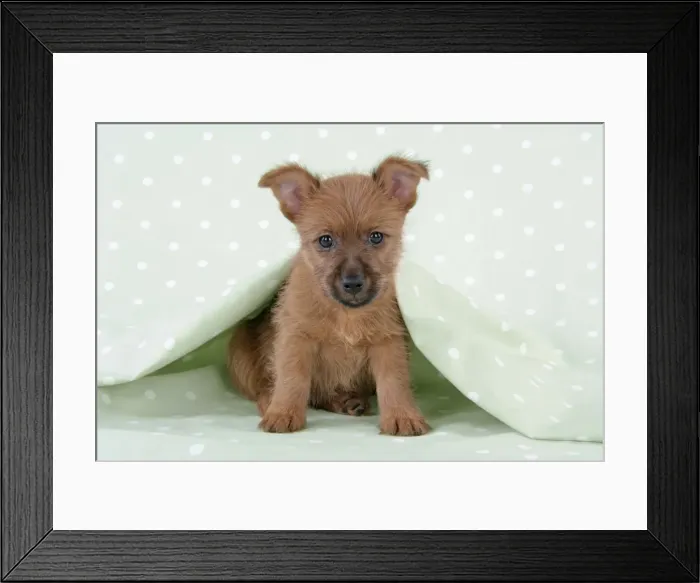Framed Print : Dog - 7 week old Australian Terrier puppy Framed Print : Dog - 7 week old Australian Terrier puppy