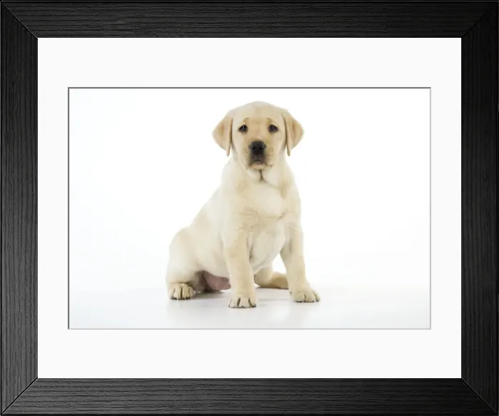 Framed Print : Dog. 8 week old labrador puppy Framed Print : Dog. 8 week old labrador puppy