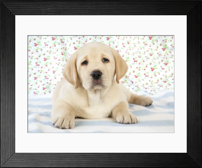 Framed Print : Dog. 8 week old labrador puppy Framed Print : Dog. 8 week old labrador puppy