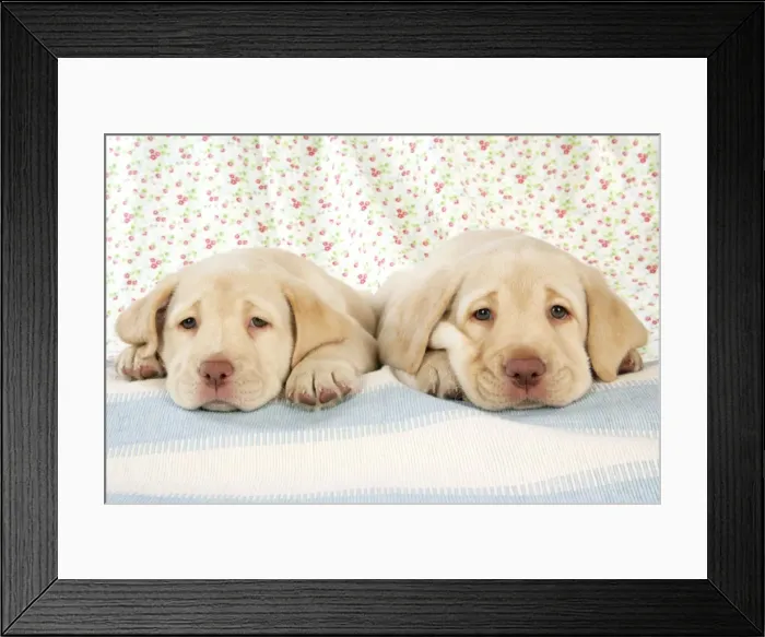 Framed Print : Dog. 8 week old labrador puppies Framed Print : Dog. 8 week old labrador puppies