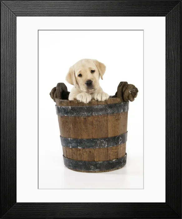 Framed Print : Dog. 8 week old labrador puppy in bucket Framed Print : Dog. 8 week old labrador puppy in bucket