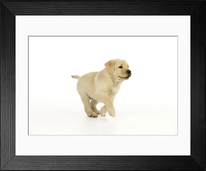 Framed Print : Dog. 8 week old labrador puppy Framed Print : Dog. 8 week old labrador puppy