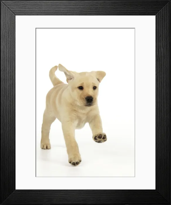 Framed Print : Dog. 8 week old labrador puppy Framed Print : Dog. 8 week old labrador puppy