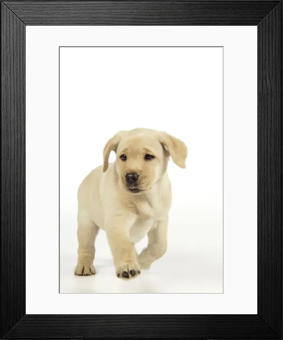Framed Print : Dog. 8 week old labrador puppy Framed Print : Dog. 8 week old labrador puppy