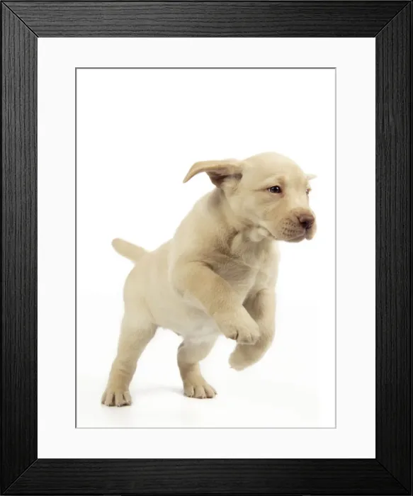 Framed Print : Dog. 8 week old labrador puppy Framed Print : Dog. 8 week old labrador puppy
