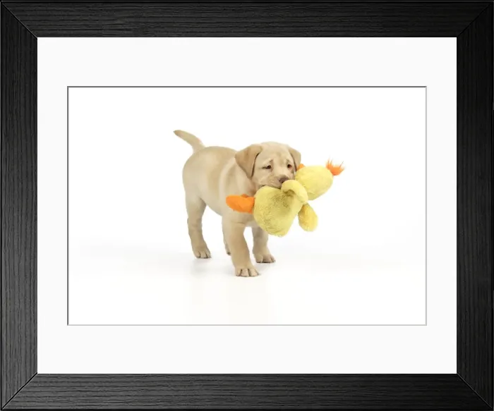 Framed Print : Dog. 8 week old labrador puppy holding a teddy duck Framed Print : Dog. 8 week old labrador puppy holding a teddy duck