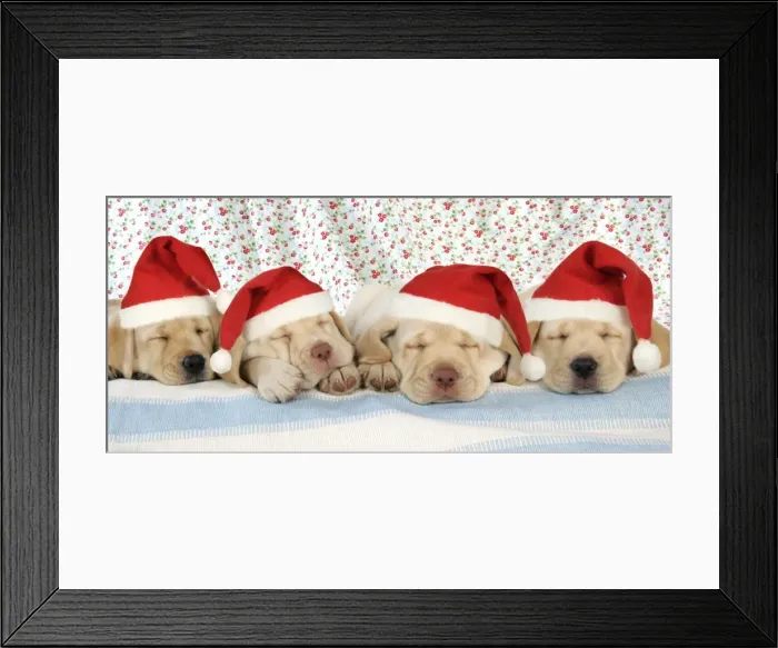 Framed Print : Dog. 8 week old labrador puppies wearing Christmas hats. Digital Manipulation: added hats (JD) Framed Print : Dog. 8 week old labrador puppies wearing Christmas hats. Digital Manipulation: added hats (JD)
