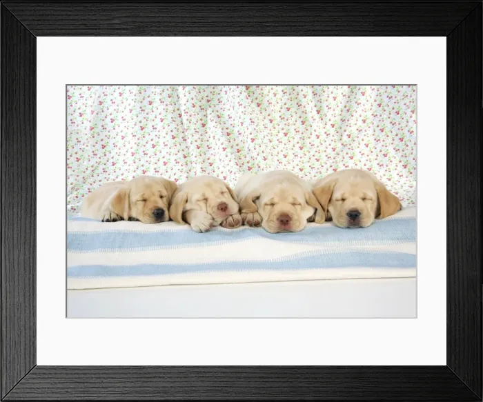 Framed Print : Dog. 8 week old labrador puppies Framed Print : Dog. 8 week old labrador puppies