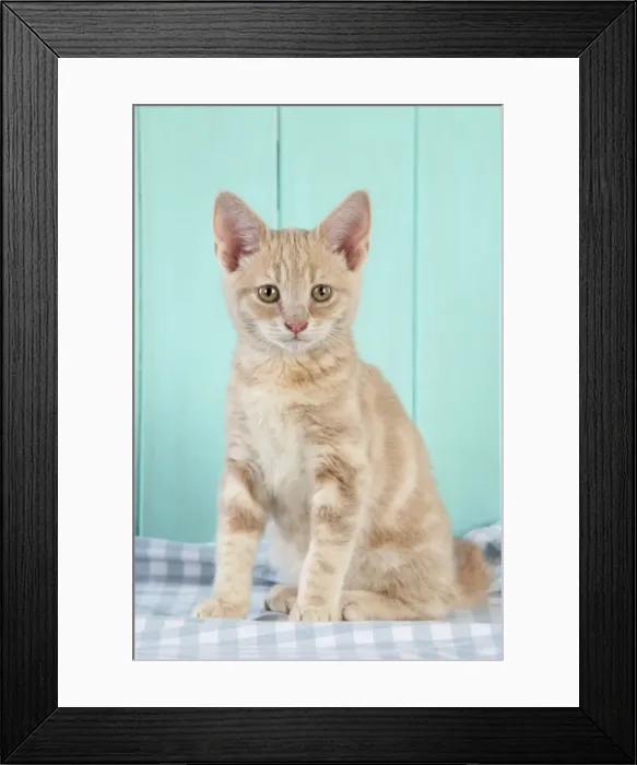 Framed Print : Cat. Cream Tabby Kitten Framed Print : Cat. Cream Tabby Kitten