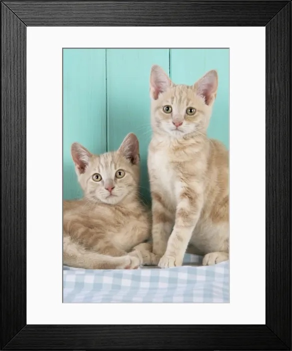Framed Print : Cat. Cream Tabby Kittens Framed Print : Cat. Cream Tabby Kittens