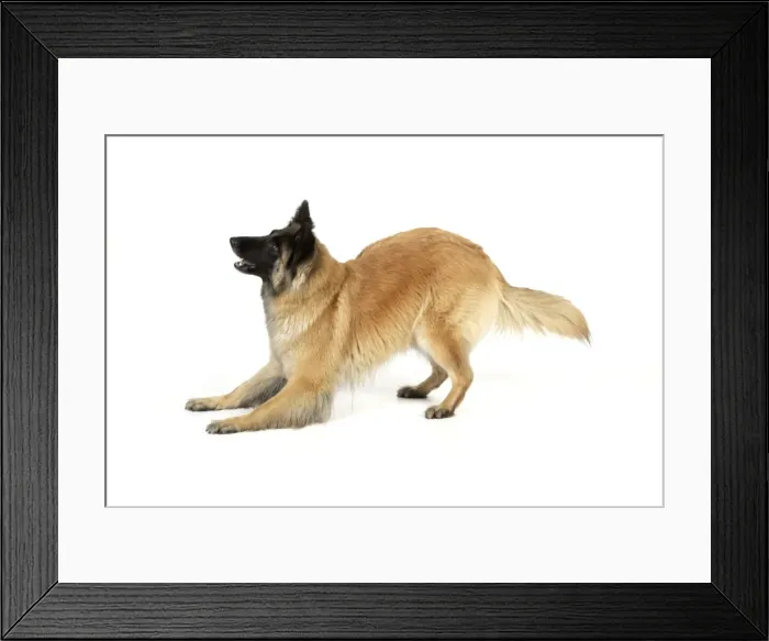 Framed Print : DOG Posture. play bow Framed Print : DOG Posture. play bow