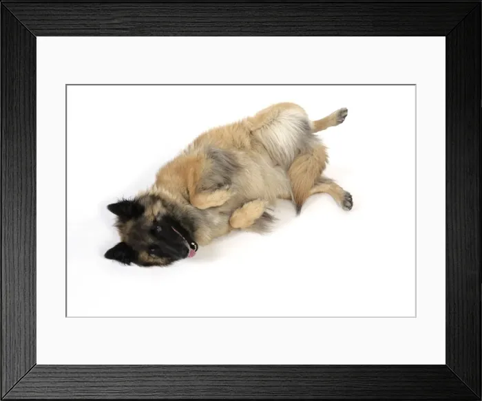 Framed Print : DOG Posture. Submissive Framed Print : DOG Posture. Submissive