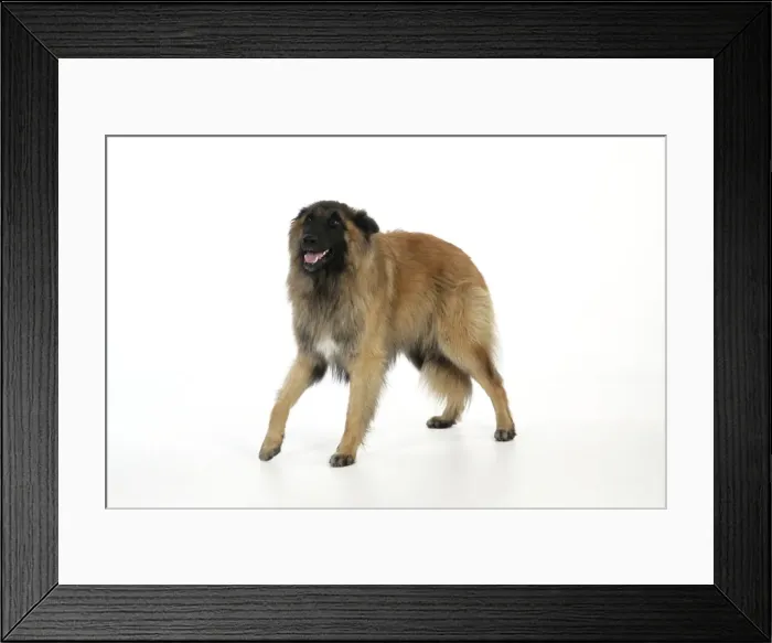 Framed Print : DOG Posture. Fearful Framed Print : DOG Posture. Fearful