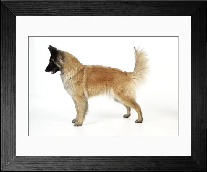 Framed Print : DOG Posture. Dominant Framed Print : DOG Posture. Dominant