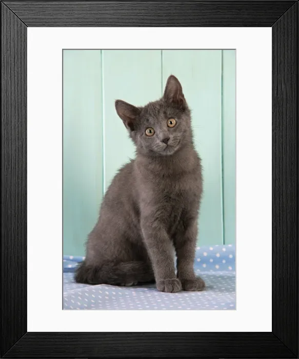 Framed Print : Cat. Blue Kitten Framed Print : Cat. Blue Kitten