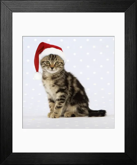 Framed Print : Cat - tabby kitten wearing Christmas hat Digital Manipulation Framed Print : Cat - tabby kitten wearing Christmas hat Digital Manipulation