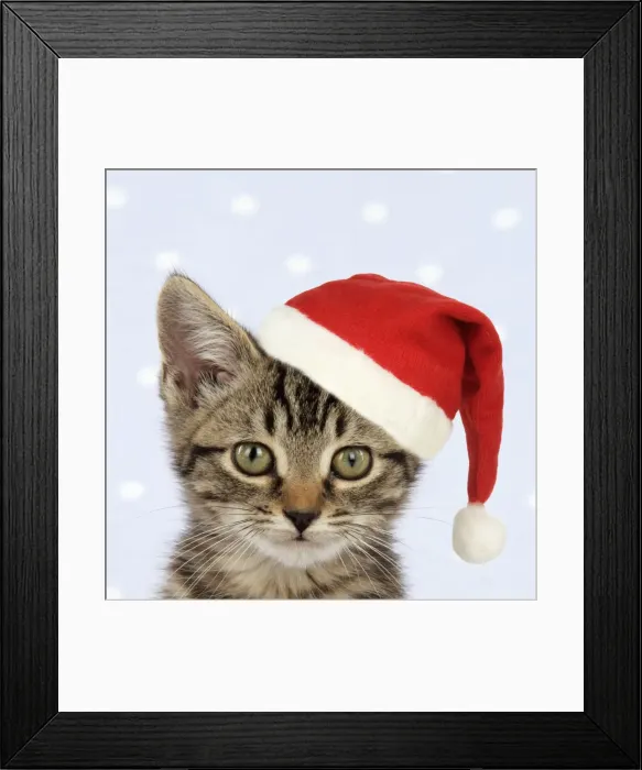 Framed Print : CAT. Tabby kitten wearing a Christmas hat Digital Manipulatio: hat (JD) Framed Print : CAT. Tabby kitten wearing a Christmas hat Digital Manipulatio: hat (JD)