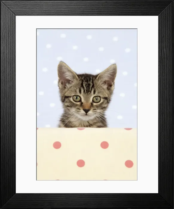 Framed Print : CAT. Tabby kitten Framed Print : CAT. Tabby kitten