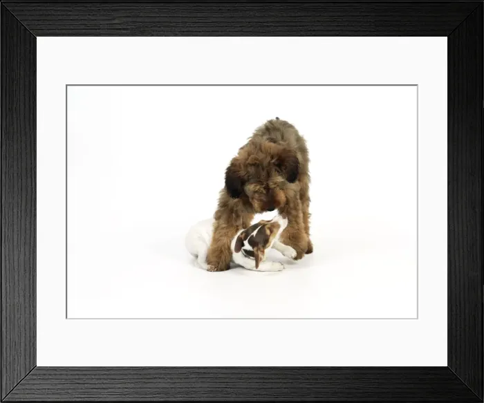 Framed Print : Puppies playing (Briard and Jack Russell) Framed Print : Puppies playing (Briard and Jack Russell)