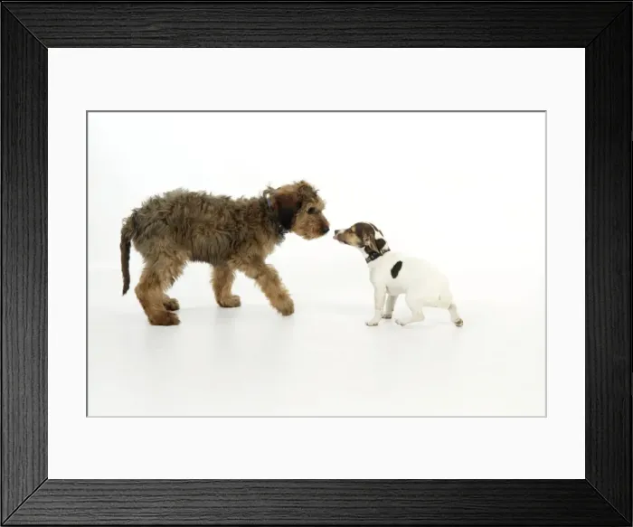 Framed Print : Puppies playing (Briard and Jack Russell) Framed Print : Puppies playing (Briard and Jack Russell)