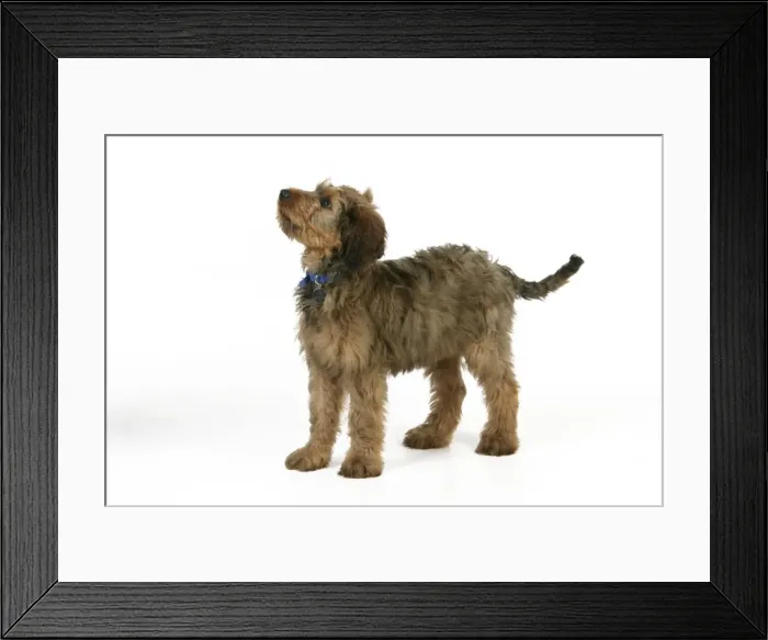 Framed Print : Puppy (Briard) with name tag on collar Framed Print : Puppy (Briard) with name tag on collar