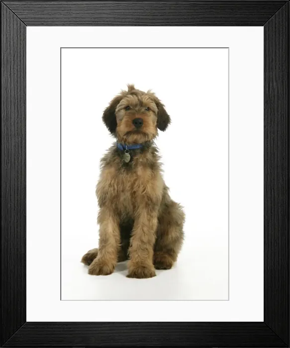 Framed Print : Puppy (Briard) with name tag on collar Framed Print : Puppy (Briard) with name tag on collar